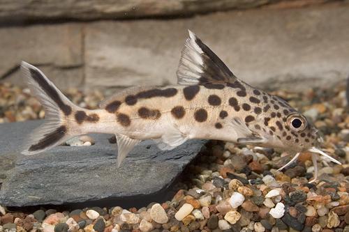 picture of Synodontis Multipunctatus Catfish M/S                                                                Synodontis multipunctatus