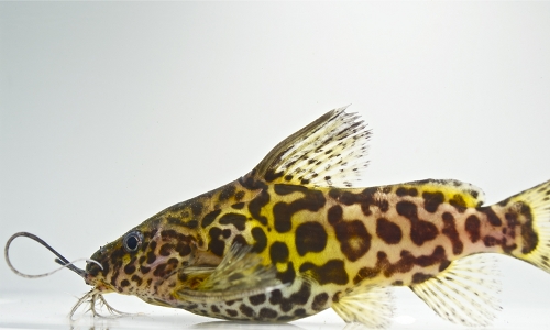 picture of Synodontis Schoutedeni Catfish Reg                                                                   Synodontis schoutedeni