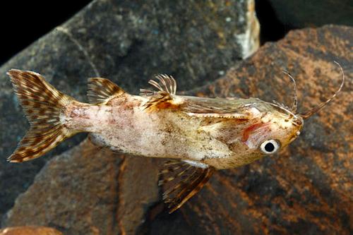 picture of Upside Down Catfish M/S                                                                              Synodontis nigriventris