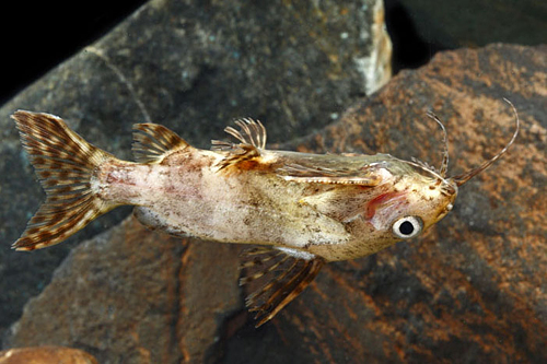 picture of Upside Down Catfish Med                                                                              Synodontis nigriventris