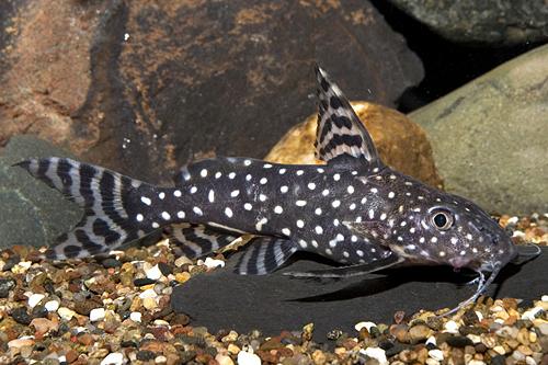 picture of Synodontis Angelicus Catfish Tank Raised Med                                                         Synodontis angelicus