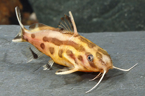 picture of Syn. Flavitaeniatus X Nigriventris Hybrid Reg                                                        Synodontis flavitaeniatus x Synodontis nigriventris