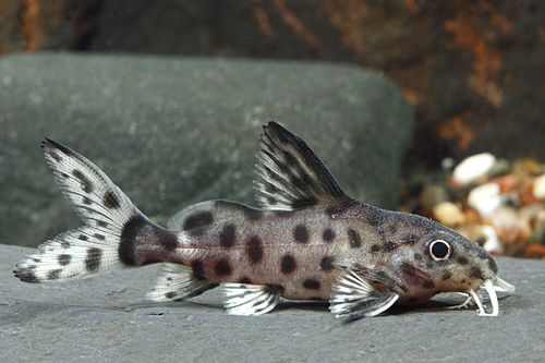 picture of Syno. Eupterus X Granulosus Cat Hybrid Reg                                                           Synodontis eupterus x Synodontis granulosus