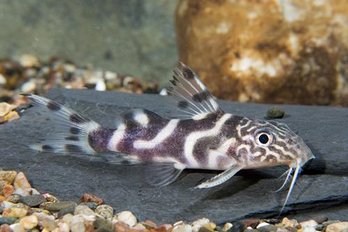 picture of Synodontis Ornatipinnis Catfish Sml                                                                  Synodontis ornatipinnis