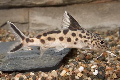 picture of Synodontis Multipunctatus Burundi Lrg                                                                Synodontis multipunctatus