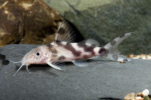 picture of Synodontis Decorus Catfish Med                                                                       Synodontis decorus