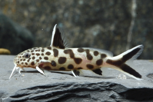 picture of Synodontis Petricola Catfish Med                                                                     Synodontis petricola