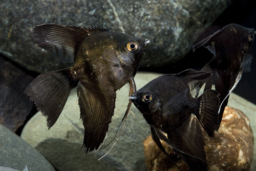 picture of Black Veil Angel Reg                                                                                 Pterophyllum scalare