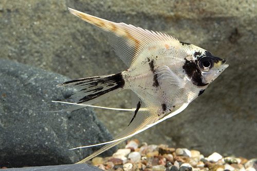 picture of Gold Marble Veil Angel Sml                                                                           Pterophyllum scalare