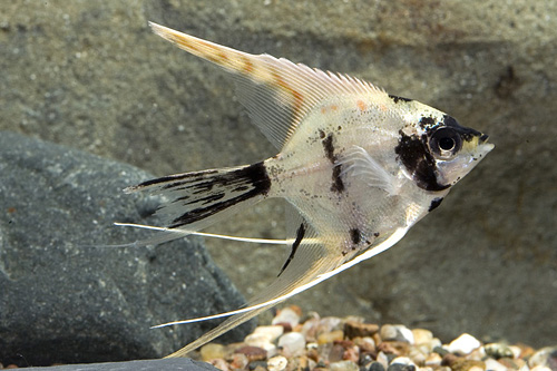 picture of Gold Marble Veil Angel M/S                                                                           Pterophyllum scalare