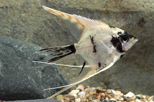 picture of Gold Marble Veil Angel Med                                                                           Pterophyllum scalare