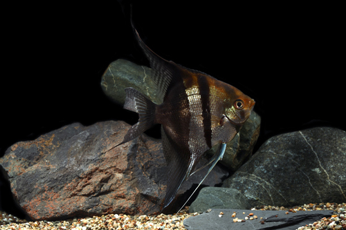 picture of Half Black Angel Reg                                                                                 Pterophyllum scalare