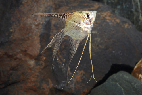 picture of Leopard Veil Angel M/S                                                                               Pterophyllum scalare