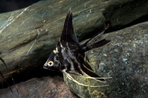 picture of Marble Veil Angel M/S                                                                                Pterophyllum scalare