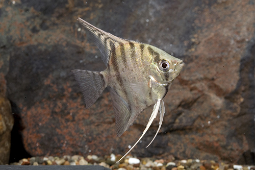 picture of Zebra Lace Angel Lrg                                                                                 Pterophyllum scalare