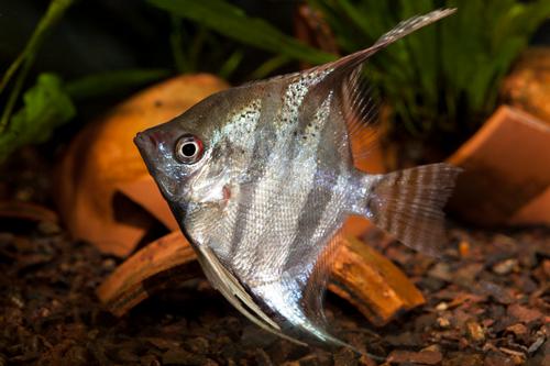 picture of Manacapuru Angel M/S                                                                                 Pterophyllum scalare