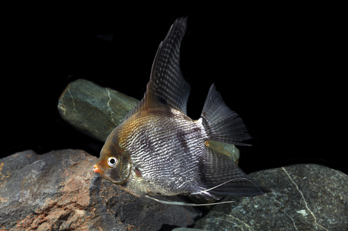 picture of Silver Pearlscale Angel Reg                                                                          Pterophyllum scalare