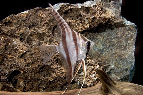 picture of Altum Angel Rio Inirida Tank Raised Reg                                                              Pterophyllum altum