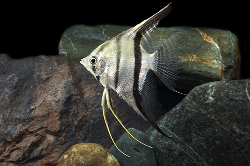 picture of Altum Angel Peru Wild Reg                                                                            Pterophyllum scalare