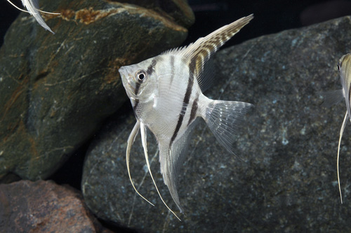 picture of Altum Angel Peru Tank Raised Lrg                                                                     Pterophyllum scalare