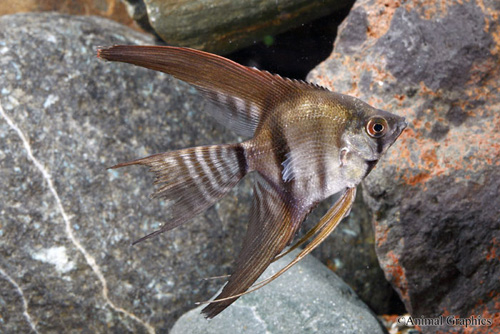 picture of Black Lace Veil Angel Med                                                                            Pterophyllum scalare