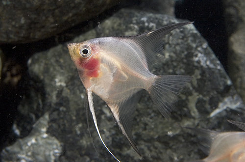 picture of Blushing Angel M/S                                                                                   Pterophyllum scalare