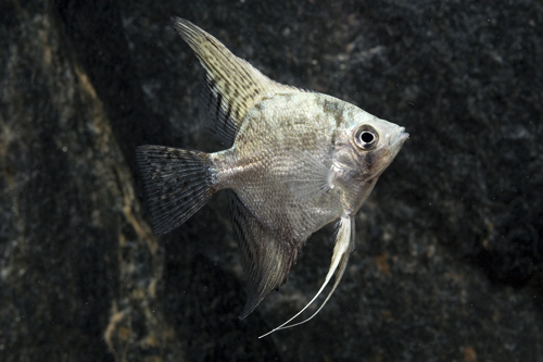 picture of California Green Angel Reg                                                                           Pterophyllum scalare