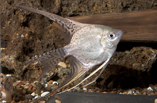 picture of California Veil Angel M/S                                                                            Pterophyllum scalare