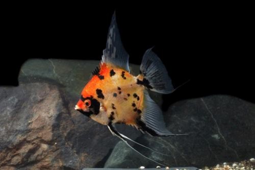 picture of Full Body Orange Koi Angel M/S                                                                       Pterophyllum scalare