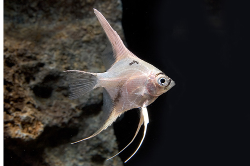 picture of Panda Angel M/S                                                                                      Pterophyllum scalare