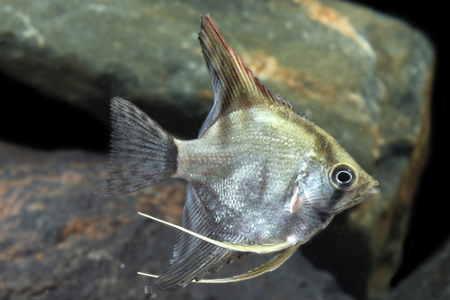 picture of Silver Ghost Angel Reg                                                                               Pterophyllum scalare