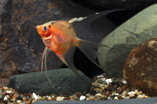 picture of Super Red Veil Angel Reg                                                                             Pterophyllum scalare