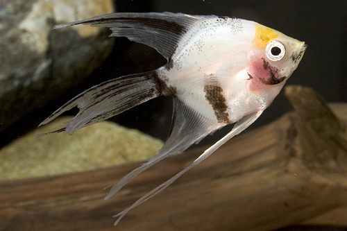 picture of Koi Veil Angel M/S                                                                                   Pterophyllum scalare