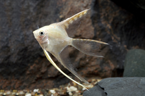 picture of Gold Veil Angel M/S                                                                                  Pterophyllum scalare