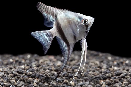 picture of Cobalt Blue Angel Reg                                                                                Pterophyllum scalare