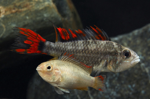 picture of Double Red Apisto Cacatouides Cich Pair Reg                                                          Apistogramma cacatuoides 'Double Red'