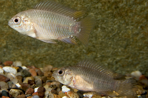 picture of Opal Apistogramma Borelli Cichlid Reg                                                                Apistogramma borellii 'Opal'