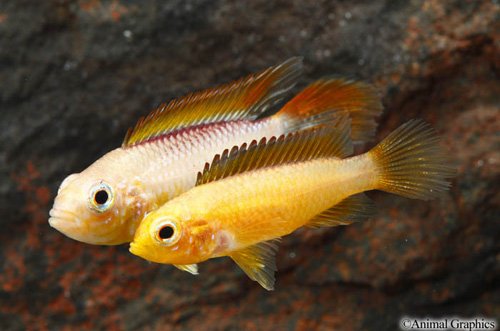 picture of Flame Apistogramma Agassizi Cichlid Pair Reg                                                         Apistogramma agassizi