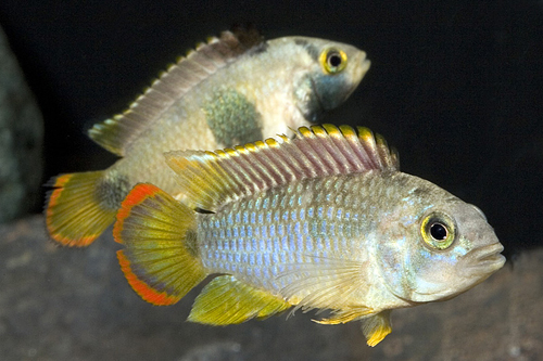 picture of Apistogramma Nijsseni Cichlid Pair Reg                                                               Apistogramma nijsseni