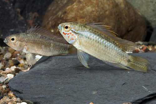 picture of Fresa Apistogramma Ermenopyge Cichlid Pair                                                           Apistogramma ermenopyge