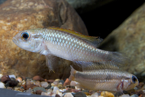 picture of Blue Apistogramma Agassizi Cichlid Pair                                                              Apistogramma agassizi 'Blue'