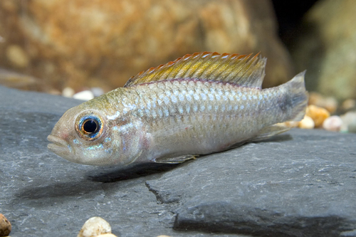 picture of Blue Apistogramma Agassizi Cichlid Male Reg                                                          Apistogramma agassizi 'Blue'