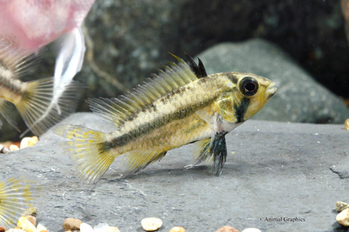 picture of Apisto. Cacatouides Cichlid Tank Raised Reg                                                          Apistogramma cacatouides