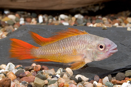 picture of Double Orange Apisto. Cacatouides Cichl. Pair                                                        Apistogramma cacatuoides 'Double Orange'