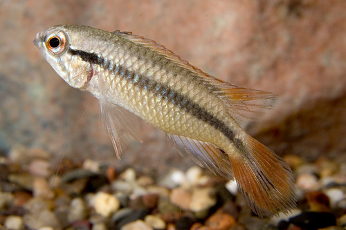 picture of Gold-Red Apistogramma Agassizi Pair                                                                  Apistogramma agassizi 'Gold-Red'