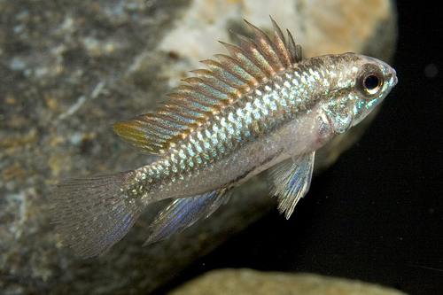 picture of Guapore Apistogramma Trifasciata Cichlid Pair                                                        Apistogramma trifasciata  'Guapore Red'