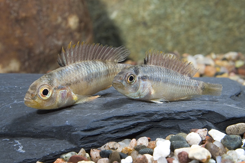 picture of Aptistogramma Inca Cichlid Pair                                                                      Apistogramma inca