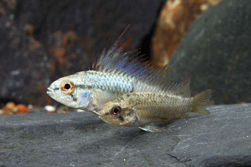 picture of Apisto. Trifasciata Macliensis Cichlid Pair                                                          Apistogramma trifasciata macliensis