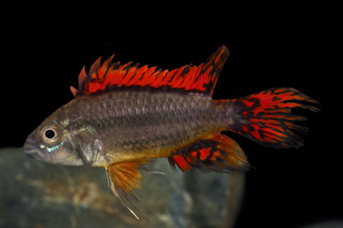 picture of Mega Red Apisto. Cacatouides Cichlid Pair                                                            Apistogramma cacatuoides 'Mega Red'