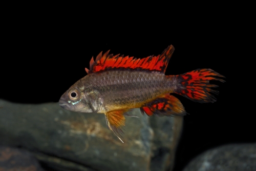 picture of Mega Red Apisto. Cacatouides Cichlid Male Reg                                                        Apistogramma cacatuoides 'Mega Red'